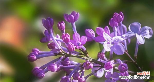 表示忧愁的花有哪些？花语中忧愁的花代表什么含义？