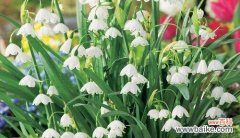 表示忧愁的花有哪些？花语中忧愁的花代表什么含义？