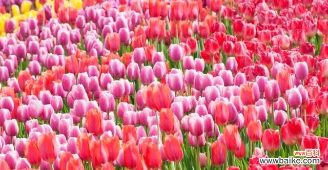 表示友情的花花语是什么？如何用花表达友情？