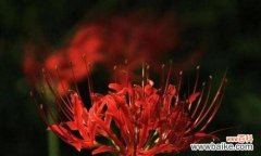 表示原谅的花花语是什么？如何用花表达原谅？