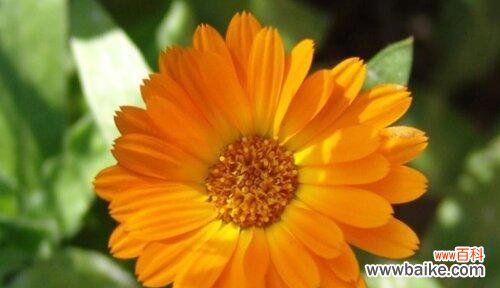 表示再见的花花语是什么？如何用花表达告别的情感？