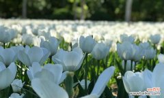 表示再见的花花语是什么？如何用花表达告别的情感？