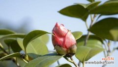 真诚的花有哪些？表示真诚的花花语是什么？