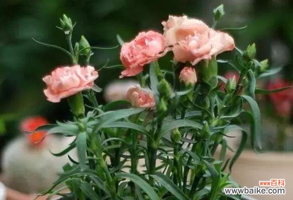 表示重逢的花有哪些？花语中重逢的花代表什么？