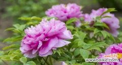 表示祝福的花花语是什么？如何选择祝福的花？