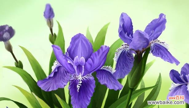 表示自由的花花语是什么？自由的花代表了什么含义？