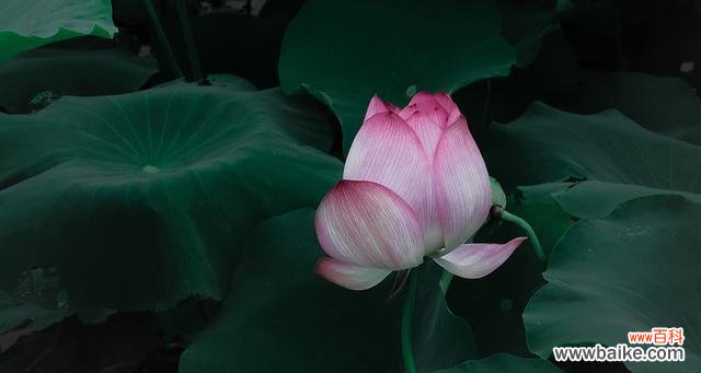 自律的花花语是什么意思？代表自律的花有哪些？