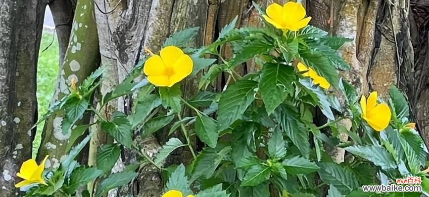 自律的花花语是什么意思？代表自律的花有哪些？