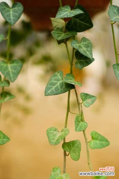 常春藤叶子发蔫咋补救