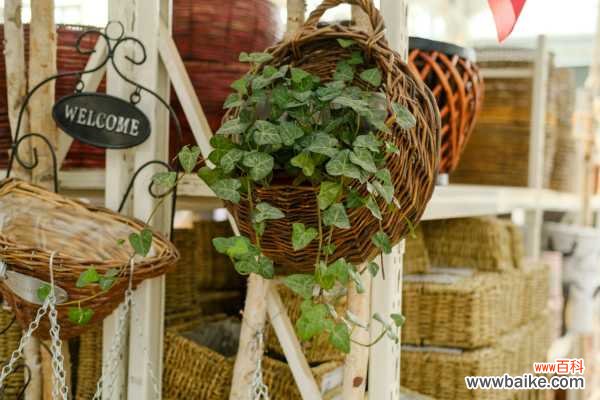 常春藤叶子发蔫咋补救