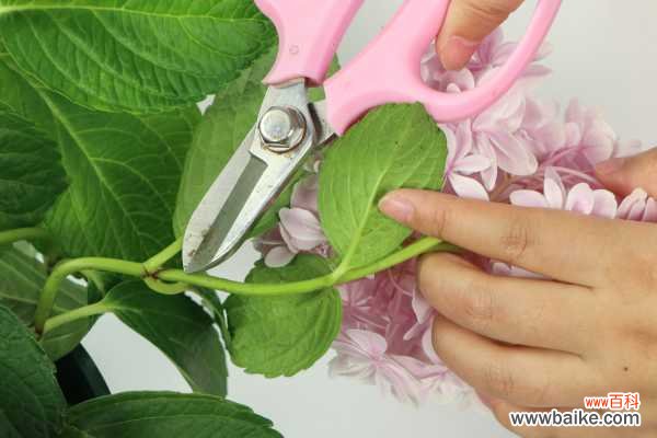 绣球蔫了可以怎么救活