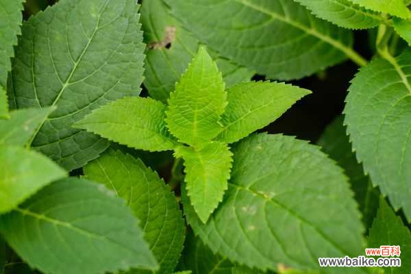 绣球蔫了可以怎么救活