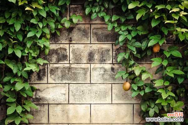 百香果浇水太多怎么办