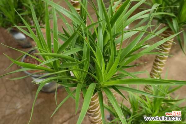 龙血树叶尖干枯怎么救