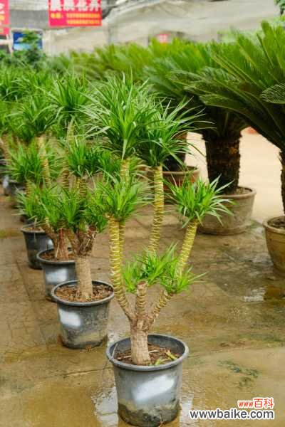 龙血树叶尖干枯怎么救