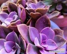 打造多肉爱好者的绝佳选择 如何养护紫珍珠多肉