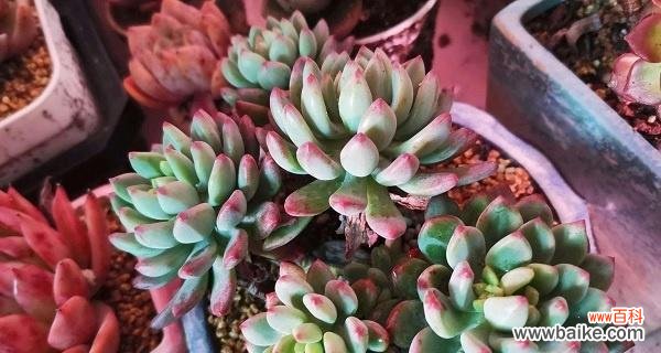 从选材到养护，打造自己的多肉花园 多肉种植方法大全