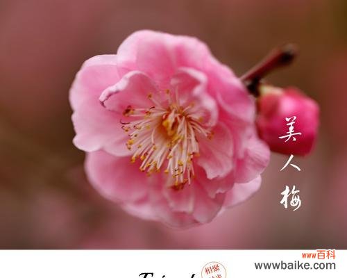 几月开花，美丽绽放 美人梅盛开，春日芬芳