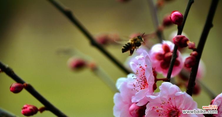 几月开花，美丽绽放 美人梅盛开，春日芬芳