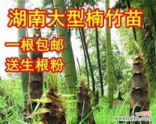 一步一步教你如何种植毛竹种子 毛竹种子的种植方法