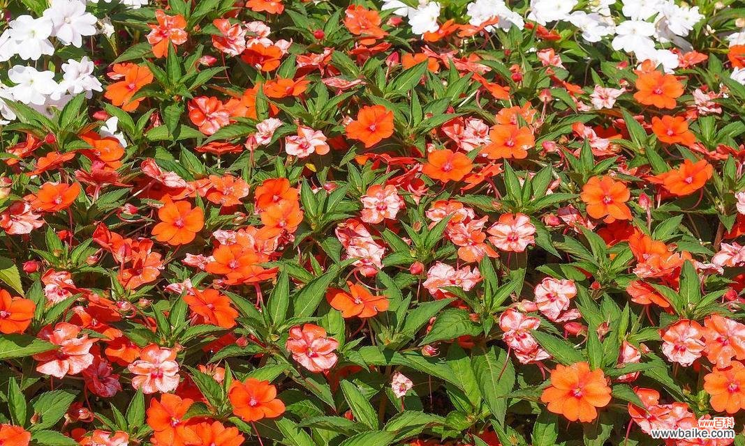 养殖凤仙不再难，从选苗到管理全掌握 新几内亚凤仙养殖方法详解