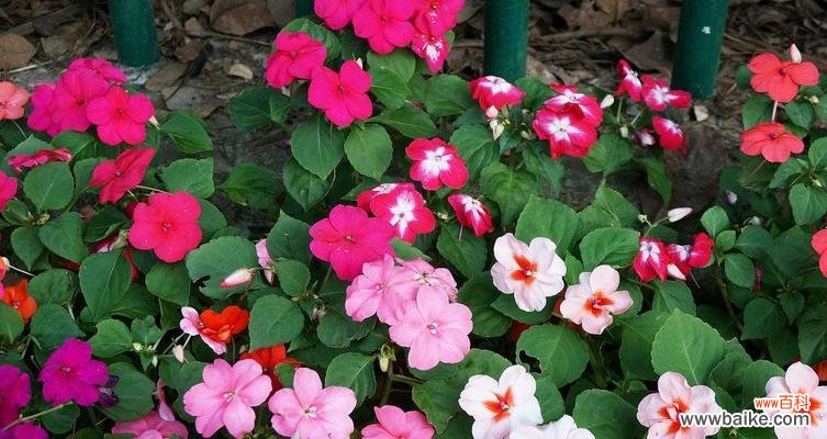 养殖凤仙不再难，从选苗到管理全掌握 新几内亚凤仙养殖方法详解