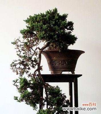 从选购到养护，教你打造精美地柏盆景 地柏盆景养护指南