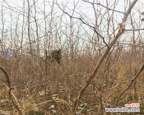 学会嫁接枣树，丰收无忧！ 枣树嫁接的时间和方法