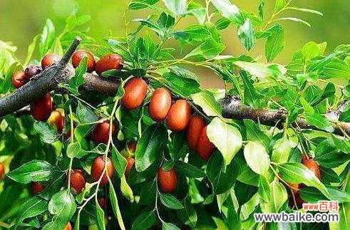 学会嫁接枣树，丰收无忧！ 枣树嫁接的时间和方法