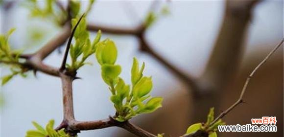 学会嫁接枣树，丰收无忧！ 枣树嫁接的时间和方法