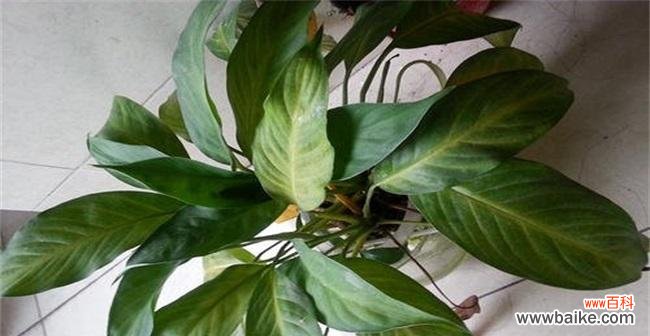 营养不良、病虫害、水分不足，这些都是植物叶子发黄的罪魁祸首 植物叶子发黄的原因及解决方法