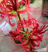 彼岸花养护指南，让你在家也能拥有花海 在家也能养出美丽的彼岸花