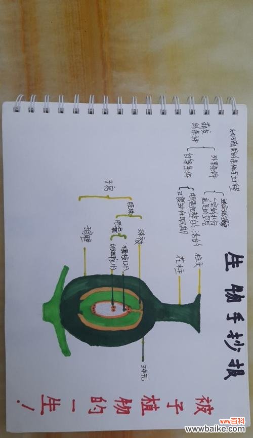 了解被子植物的分类、生态和进化 被子植物的主要特征