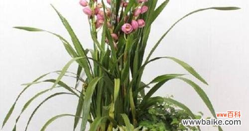 “大花蕙兰、夏季、换盆、养护技巧” 夏天换盆大花蕙兰