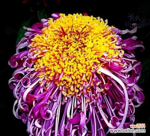 了解这些花卉的价格，你会惊呆的！ 十种最名贵的花卉盘点