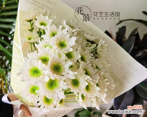 美丽而坚韧的花朵——小雏菊的象征与含义 小雏菊的寓意与象征意义