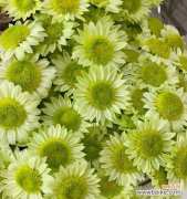 美丽而坚韧的花朵——小雏菊的象征与含义 小雏菊的寓意与象征意义