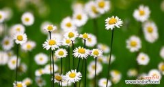 揭示小雏菊颜色的神秘花语 小雏菊颜色不同花语