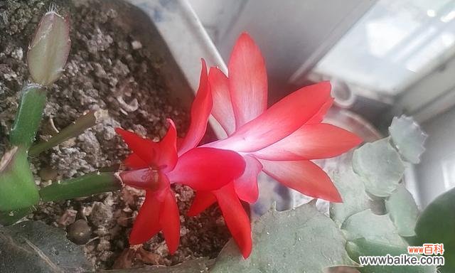 探索蟹爪兰花语的奥秘 蟹爪兰的花语与美丽背后的寓意