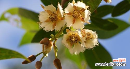 探寻杏花古代别称中的美丽与哲思 杏花古代别称的花语与寓意