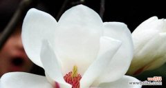 探寻杏花古代别称中的美丽与哲思 杏花古代别称的花语与寓意