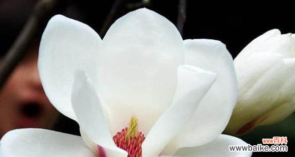 探寻杏花古代别称中的美丽与哲思 杏花古代别称的花语与寓意