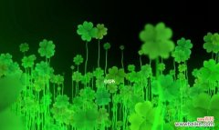 探寻幸运草的含义 幸运草的寓意和象征——生命中的希望与幸福