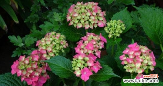 深入解读绣球花的花语和寓意 绣球花的花语及其象征意义