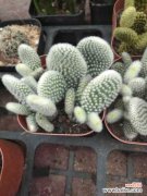 仙人掌的虫害防治大全