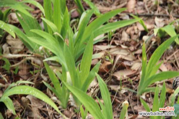 鸢尾的病害防治