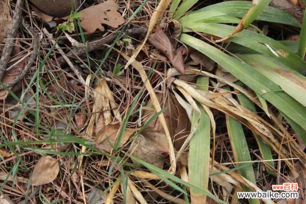 鸢尾的病害防治