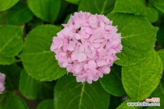 绣球花叶子发黄边缘干枯怎么办