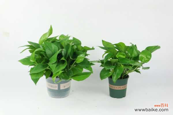 绿萝叶子发黄怎么补救