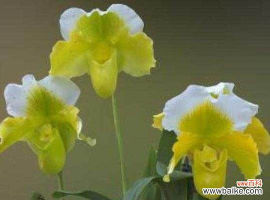 表示自信的花花语是什么？如何用花表达自信？